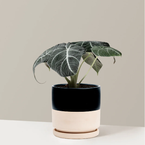 Алоказия Блэк Вельвет